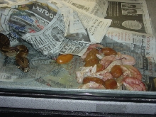 2006 Sunglow Clutch
