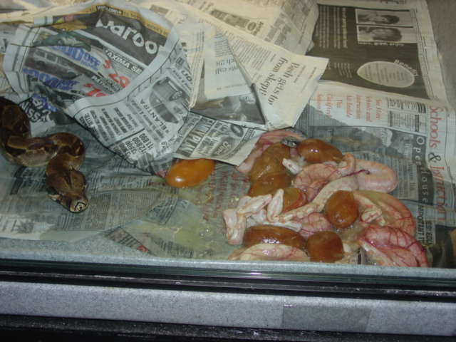 2006 Sunglow Clutch
