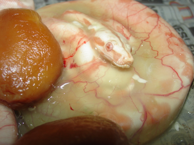 Sunglow in its birth sac