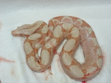 New Born Sunglow