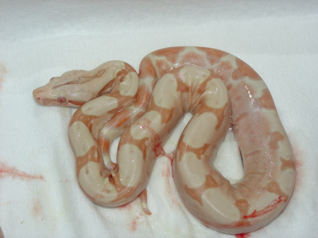 New Born Sunglow