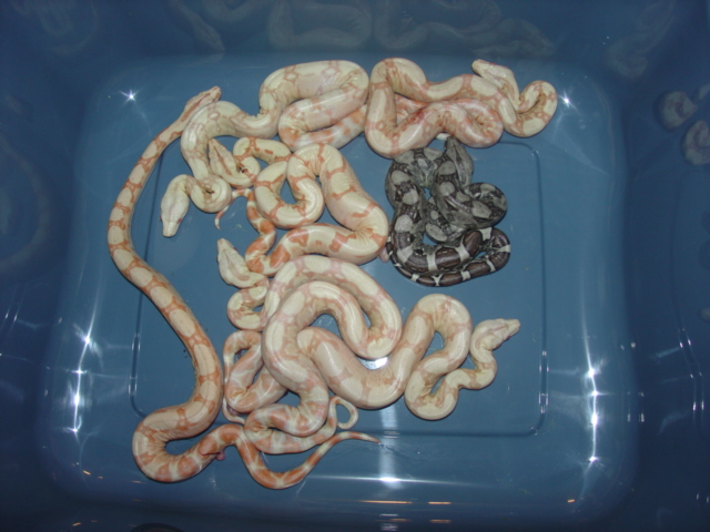 Sunglow Clutch  a few in a container
