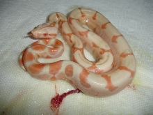 Sunglow Clutch