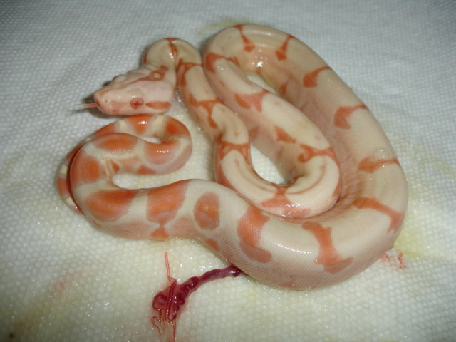 Sunglow Clutch