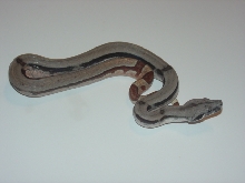 Lateral Stripe DH Sunglow Salmon-Side view-2