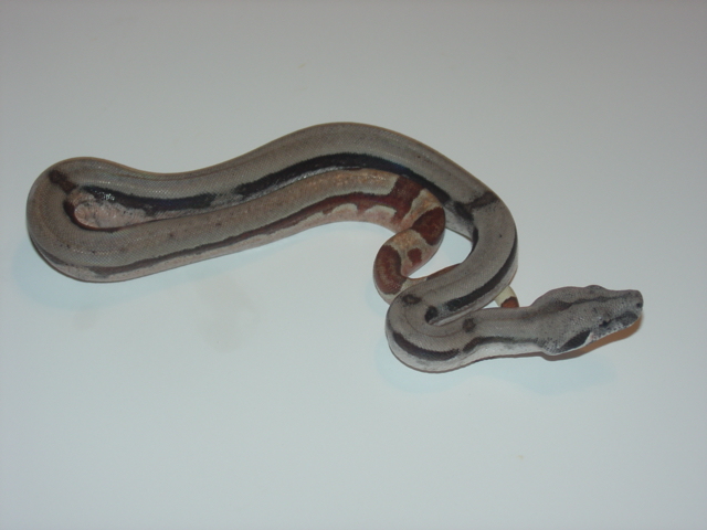 Lateral Stripe DH Sunglow Salmon-Side view-2