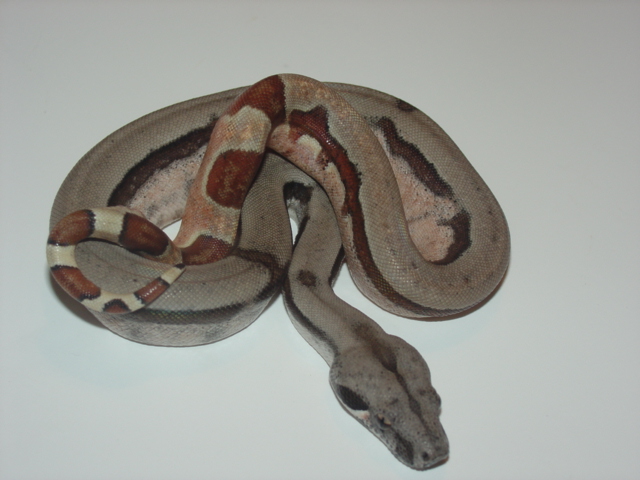 Lateral Stripe DH Sunglow Salmon-Top view-2