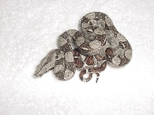 100% Het for Albino