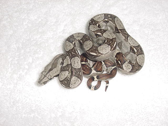 100% Het for Albino