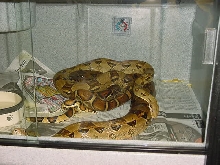 Het Albino 50%Poss Het Snow Breeding Pair