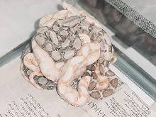 SunGlow Clutch