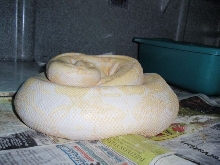 Gravid Sharp from Motley Breeding 2009-2010 Breeding Seaon