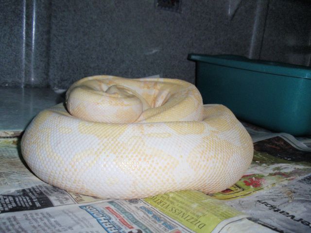 Gravid Sharp from Motley Breeding 2009-2010 Breeding Seaon