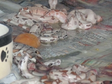 DH Sunglow Salmon & Het Albinos 2009.