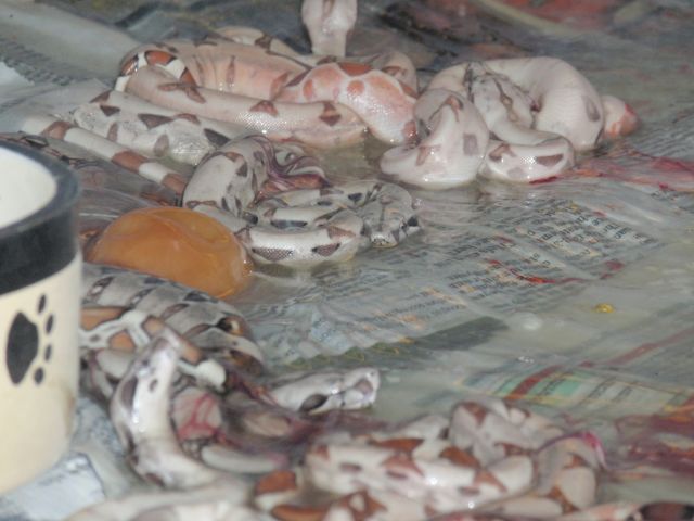 DH Sunglow Salmon & Het Albinos 2009.