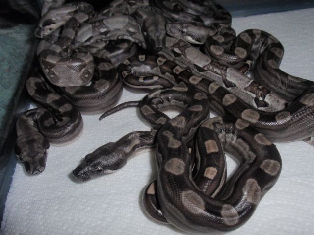 Motlies Het Sharp 2009-2010 Breeding Season