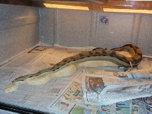Motley Beeding Sharp Boa