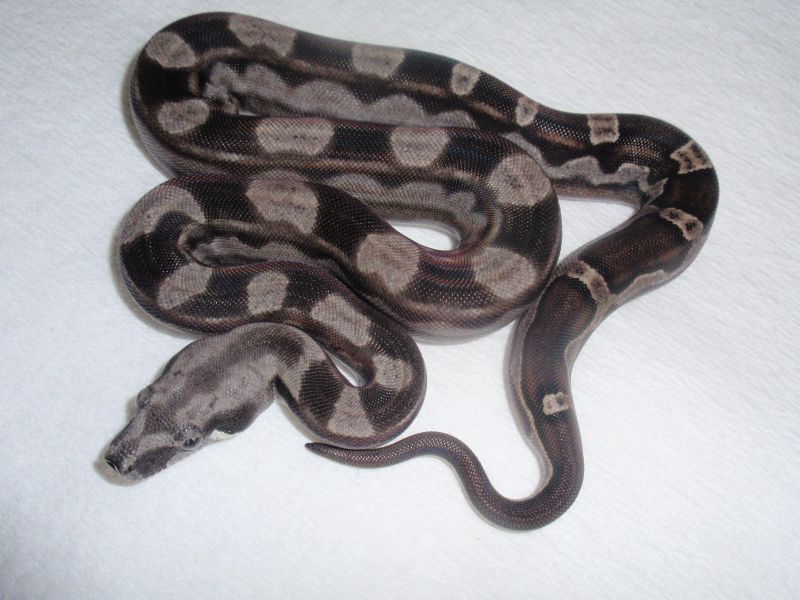 Motley Het Sharp Boa 2010