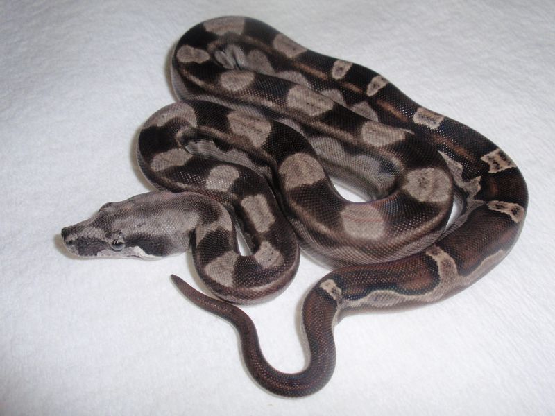 Motley Het Sharp Boa 2010