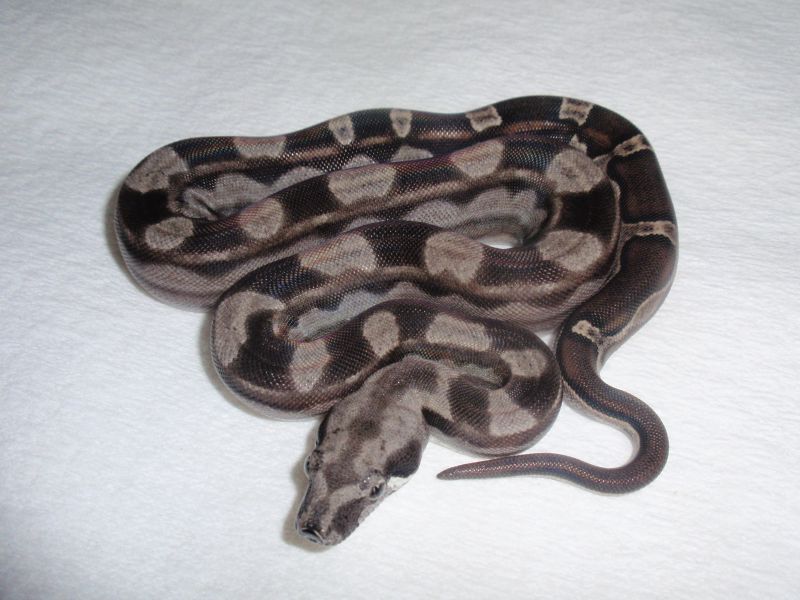 Motley Het Sharp Boa 2010