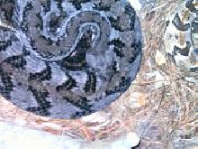anerythristic canebrake