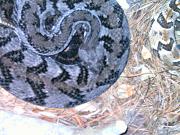 anerythristic canebrake