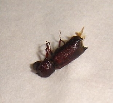 What is this?