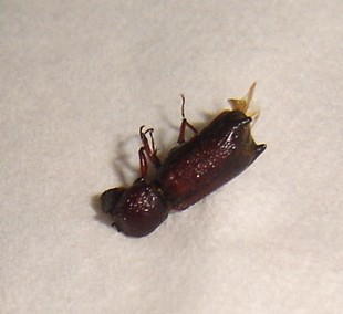 What is this?