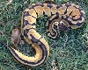 male pastel
