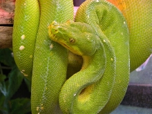 green girl