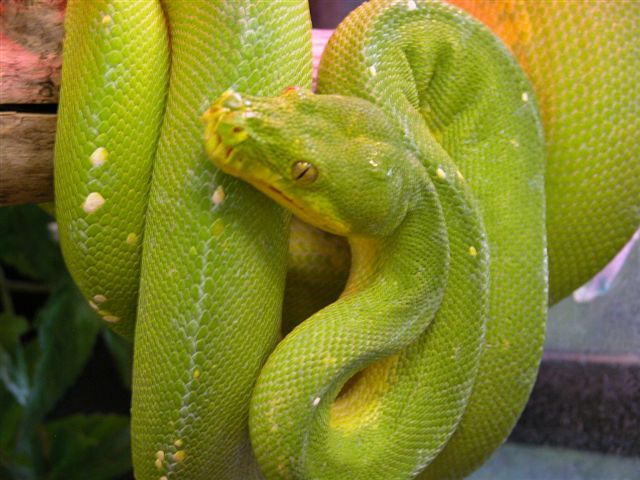 green girl
