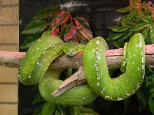 female aru