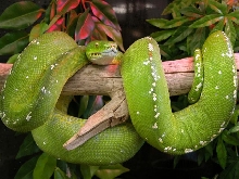 female aru