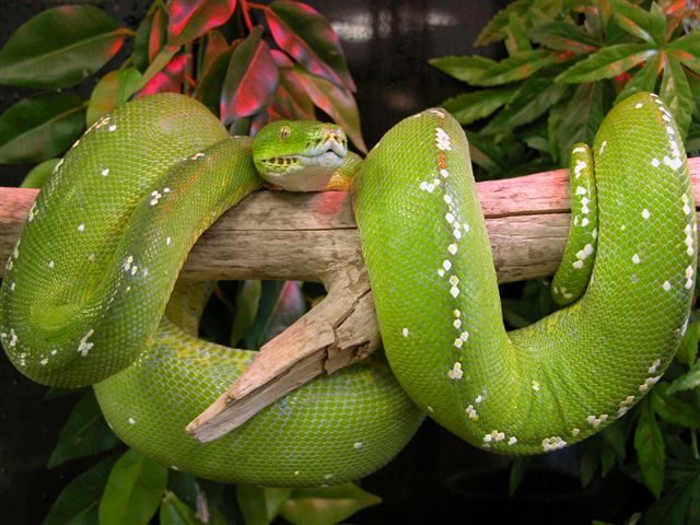 female aru