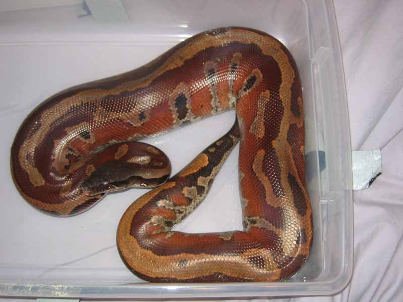 male blood