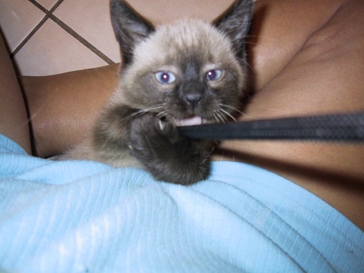 I bee ThomThom!