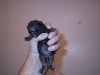 Raven's namesake