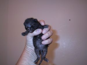 Raven's namesake