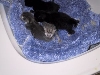 Kits in the cradle