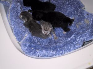 Kits in the cradle