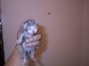 tabby2