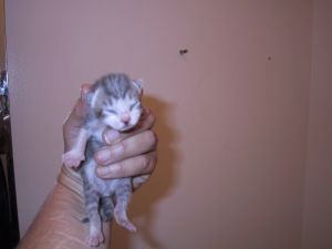 tabby2