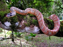 Pseustes poecilonotus, red phase