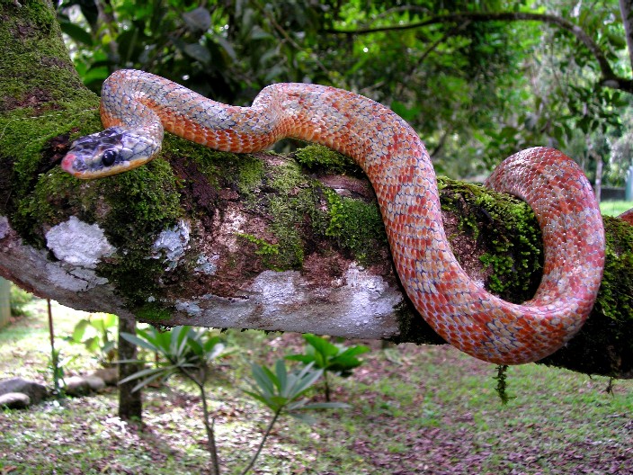 Pseustes poecilonotus, red phase