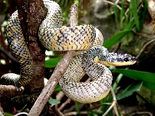 Pseustes poecilonotus, yellow