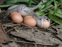 Pseustes poecilonotus eating