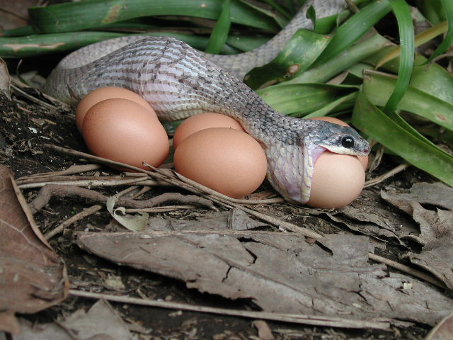 Pseustes poecilonotus eating