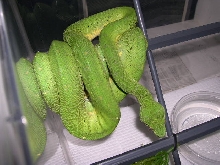 CBB 2002 Male GTP1