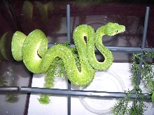 CBB 2002 Male GTP2