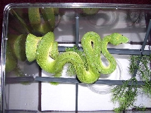 CBB 2002 Male GTP2